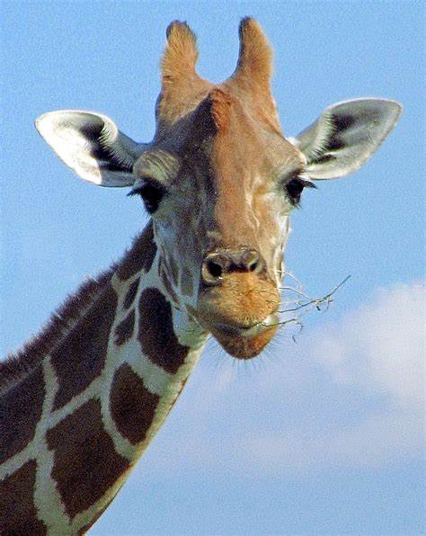 image of giraffe